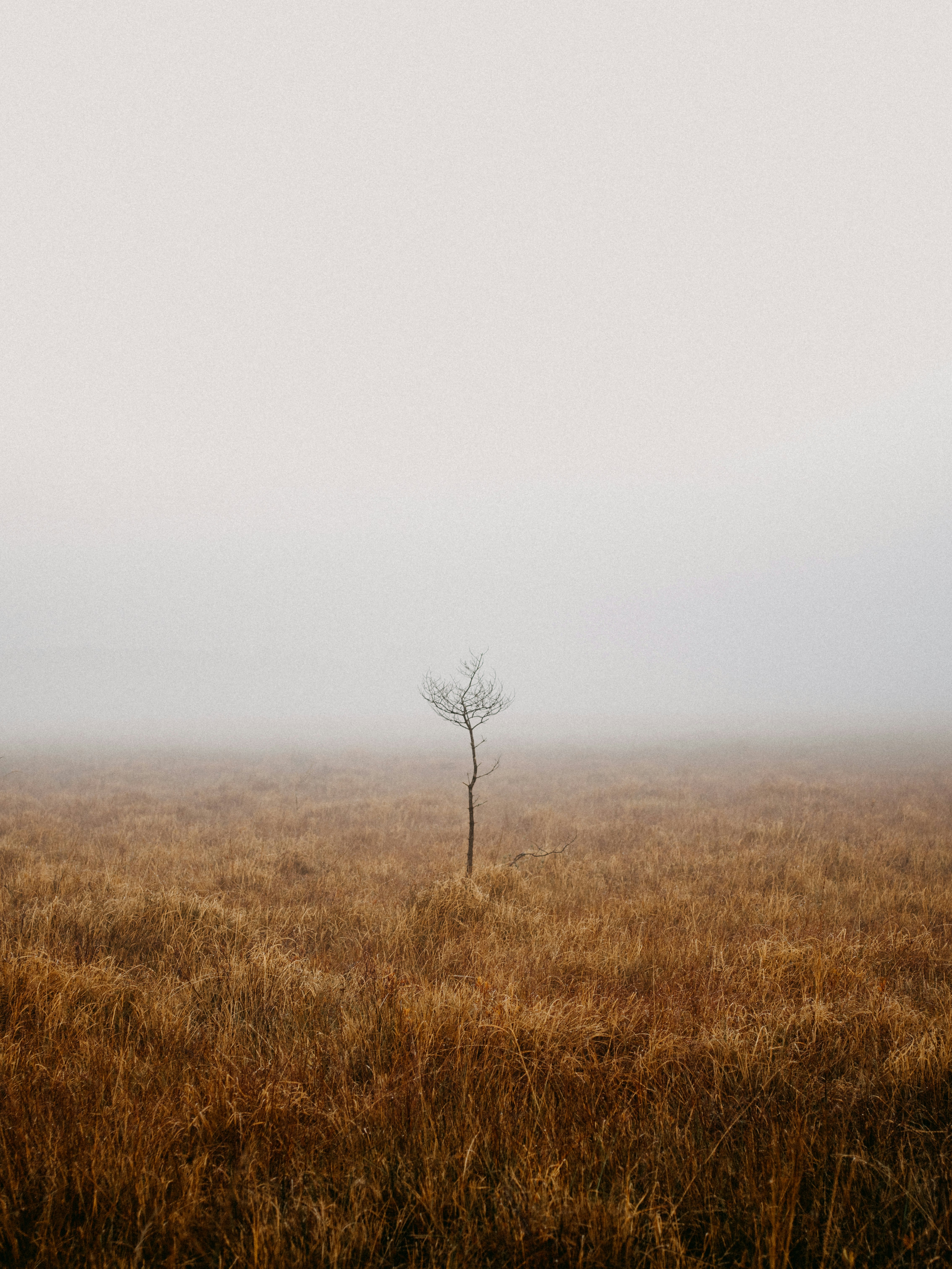 leafless tree on brown grass field